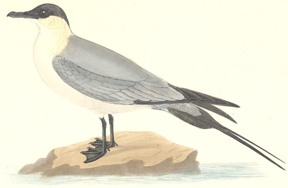 BIRDS. Buffon's Skua. Found in Europe. Canada. Arctic (Morris) 1880 old print